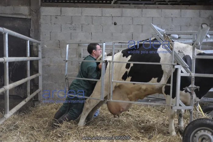 : Trimming Prim'Holstein Cow foots by a veterinarian : Trimming Prim'Holstein Cow foots by a veterinarian