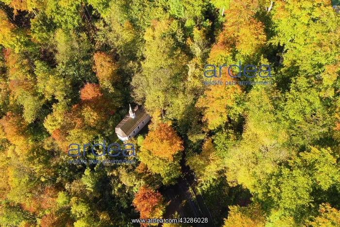 : Trinity Chapel in autumn mountain forest, Wolfratshausen : Trinity Chapel in autumn mountain forest, Wolfratshausen