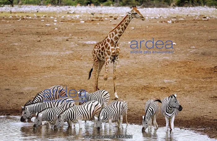 : Trinkende Zebras, Etosha-Nationalpark, Namibia, Africa : Trinkende Zebras, Etosha-Nationalpark, Namibia, Africa
