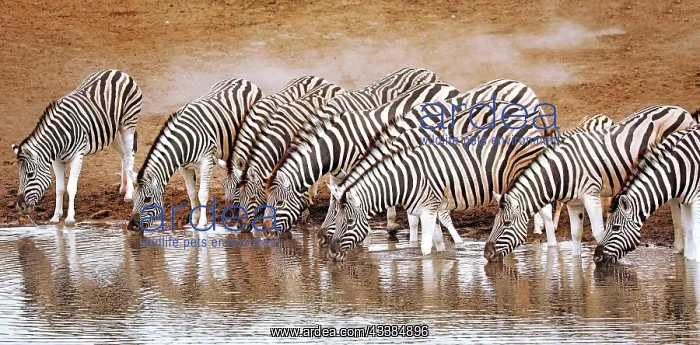 : Trinkende Zebras, Etosha-Nationalpark, Namibia, Africa : Trinkende Zebras, Etosha-Nationalpark, Namibia, Africa