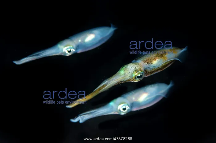 : Trio of Bigfin Reef Squid : Trio of Bigfin Reef Squid