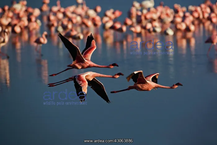 : Trio of Lesser Flamingos in flight, Lake : Trio of Lesser Flamingos in flight, Lake