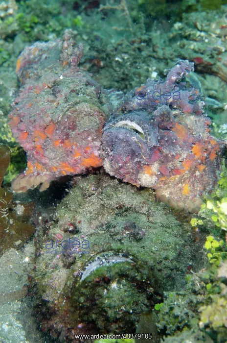 : Trio of Reef Stonefish : Trio of Reef Stonefish