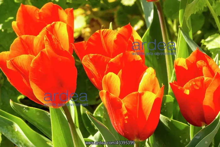 : Triomph Tulip Orange Monarch, flowers : Triomph Tulip Orange Monarch, flowers