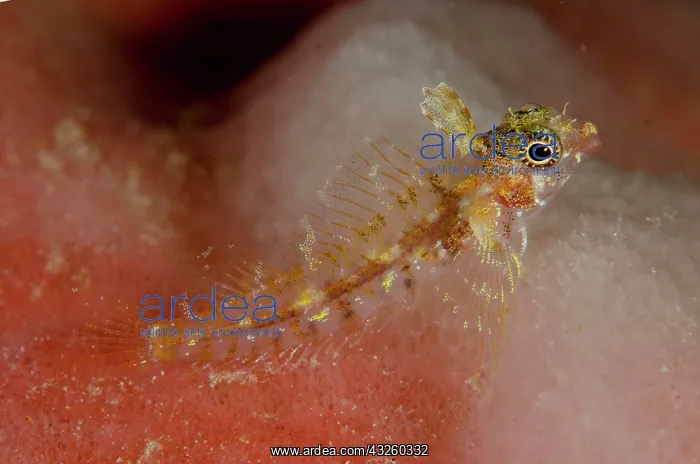  : Triplefin blenny, Triplefin blennies, Other animals