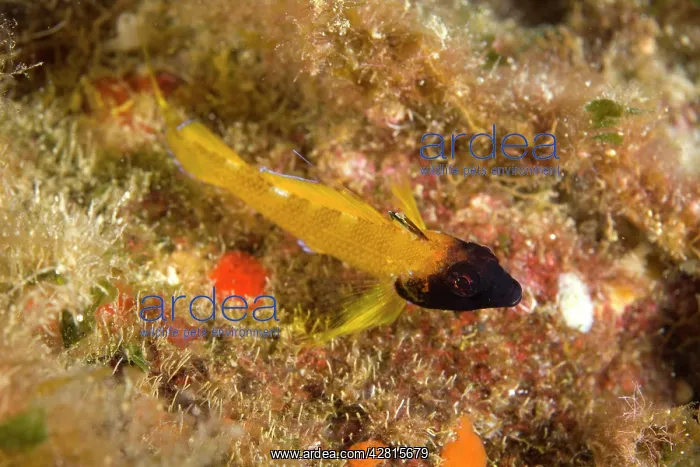 : Triplefin blenny Trypterygion delaisi male Cala Scura Giglio : Triplefin blenny Trypterygion delaisi male Cala Scura Giglio