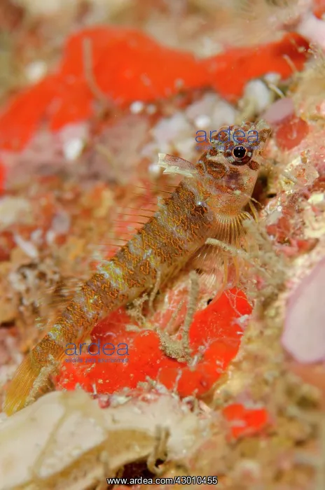 : Triplefin on coral Jiko Lemong dive site, Lembeh : Triplefin on coral Jiko Lemong dive site, Lembeh
