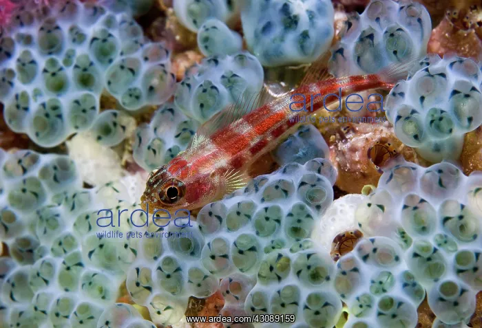 : Triplefin fish (Tripterygiidae) swimming : Triplefin fish (Tripterygiidae) swimming