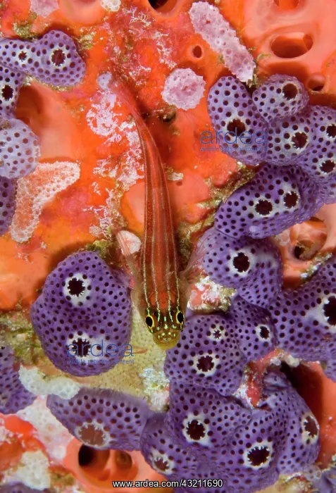 : Triplefin fish (Tripterygiidae) swimming : Triplefin fish (Tripterygiidae) swimming