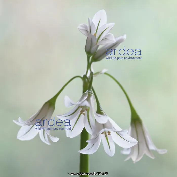 : Triquetrous leek, Allium ursinum, Side view of one : Triquetrous leek, Allium ursinum, Side view of one
