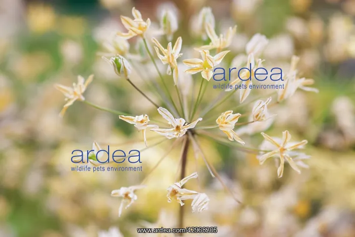 : Triteleia, Triteleia ixoides Starlight : Triteleia, Triteleia ixoides Starlight