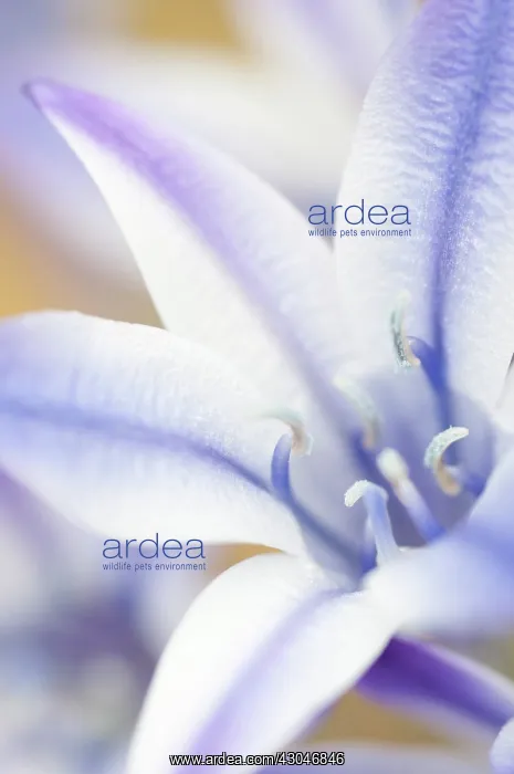 : Triteleia, Triteleia laxa Rudy : Triteleia, Triteleia laxa Rudy