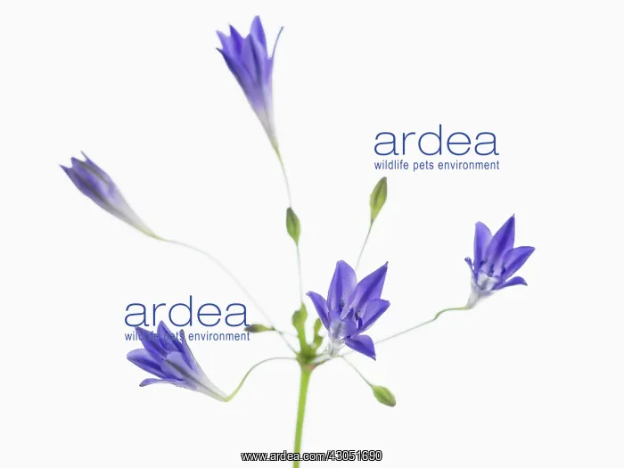 : Triteleia, Triteleia laxa Corrina : Triteleia, Triteleia laxa Corrina