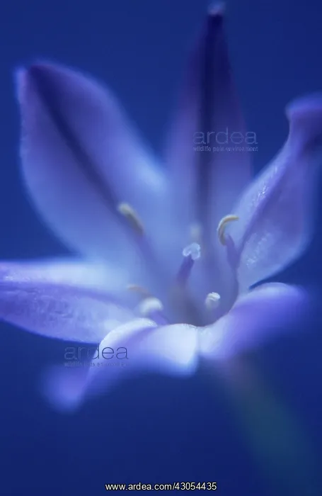 : Triteleia : Triteleia