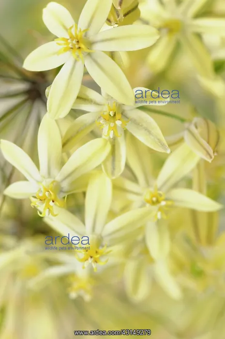 : Triteleia, Triteleia ixioides Starlight, Close up of yello : Triteleia, Triteleia ixioides Starlight, Close up of yello