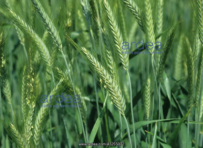 : Triticale crop : Triticale crop