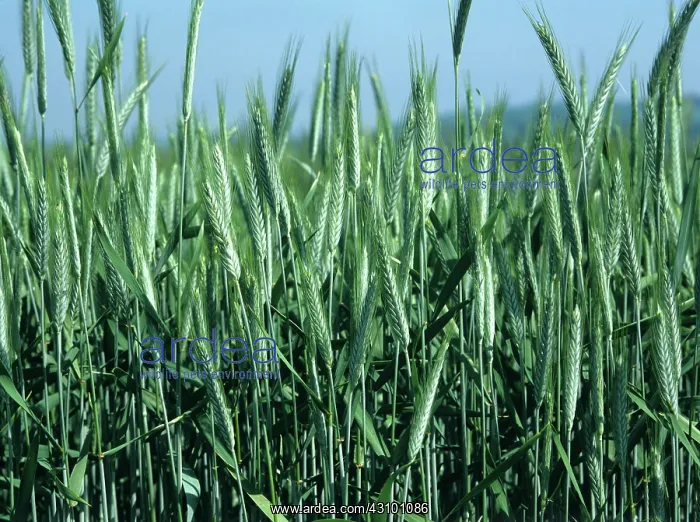 : Triticale crop in ear : Triticale crop in ear