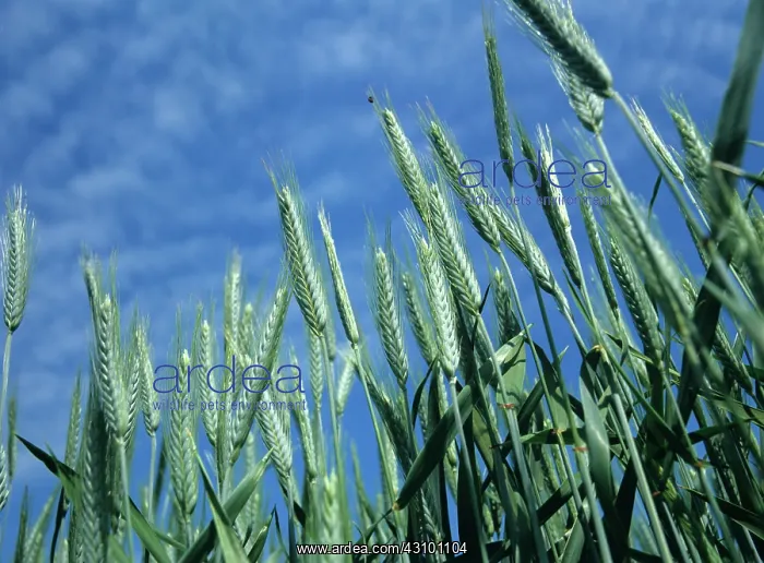 : Triticale crop in ear : Triticale crop in ear