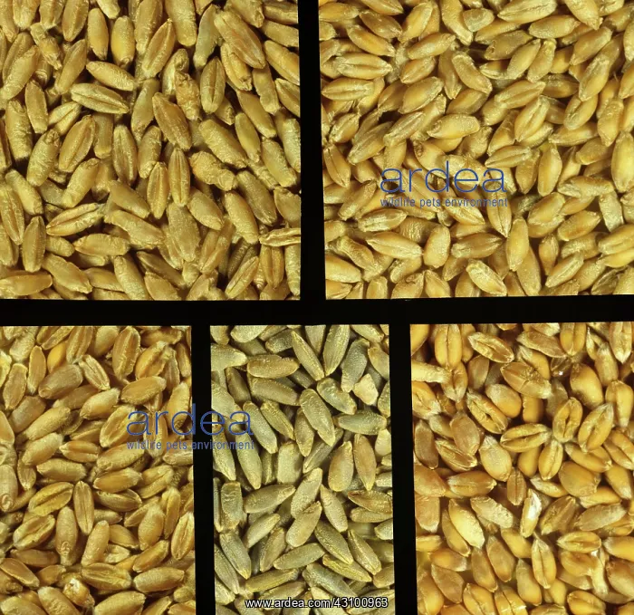 : Triticale, Rye and Wheat grains : Triticale, Rye and Wheat grains