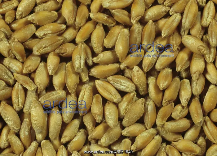 : Triticale Seed Variety Lasko : Triticale Seed Variety Lasko