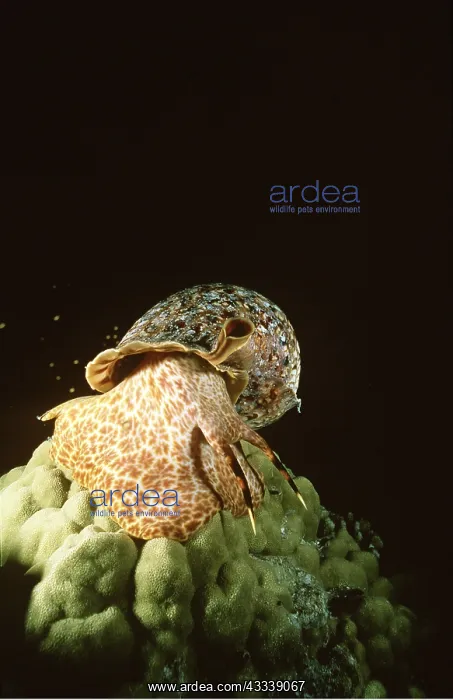 : Triton Snail in shell - and, 35 cm long : Triton Snail in shell - and, 35 cm long