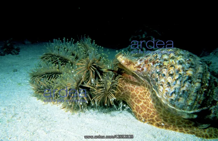 : TRITON Snail in shell - attacking Crown-of-Thorns : TRITON Snail in shell - attacking Crown-of-Thorns