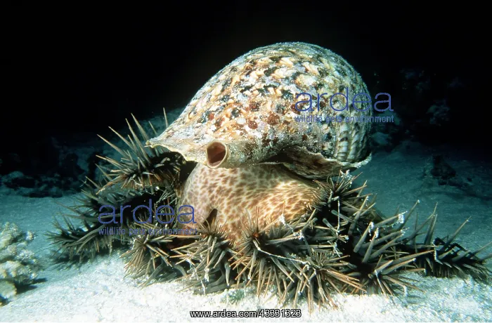 : TRITON snail in shell - attacking crown-of-thorns starfish : TRITON snail in shell - attacking crown-of-thorns starfish