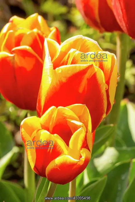 : Triumph Tulip rambo, flowers : Triumph Tulip rambo, flowers