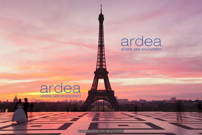 : Trocadero with the Eiffel Tower, Paris, Ile-de-France : Trocadero with the Eiffel Tower, Paris, Ile-de-France