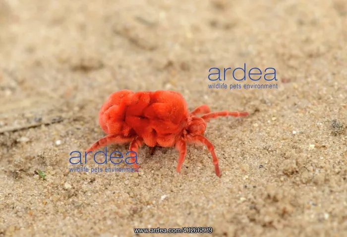  : Trombidiidae, Other animals, Animals, Arachnids