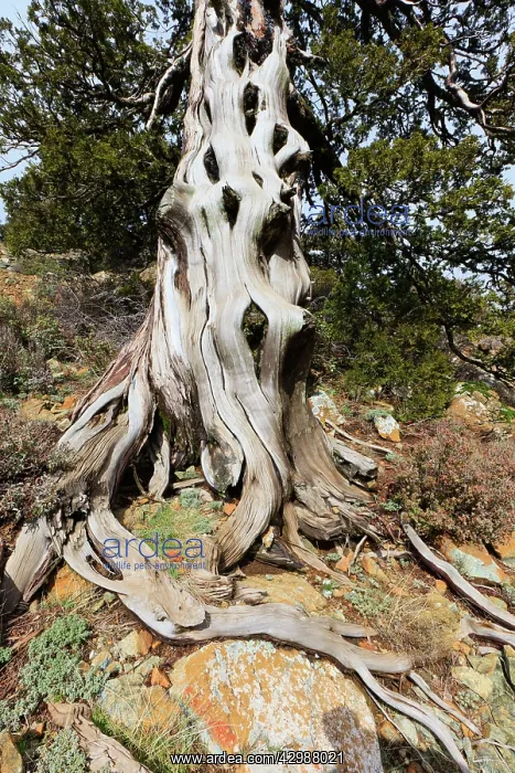 : Troodos Black Pine : Troodos Black Pine