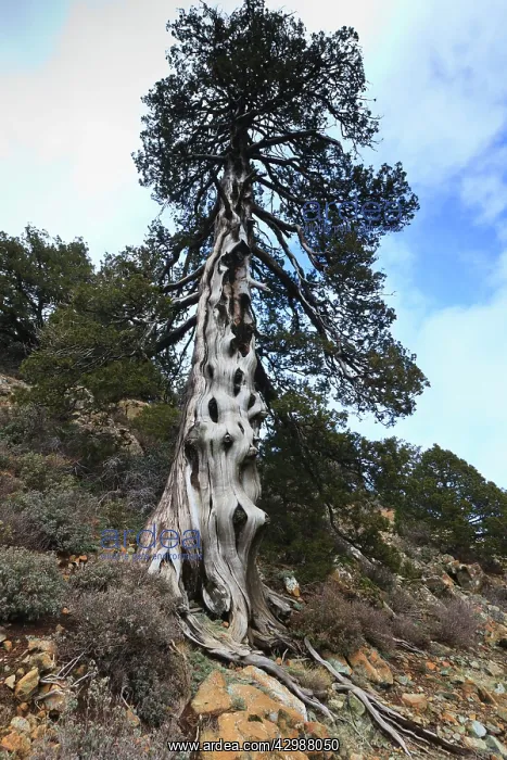 : Troodos Black Pine : Troodos Black Pine