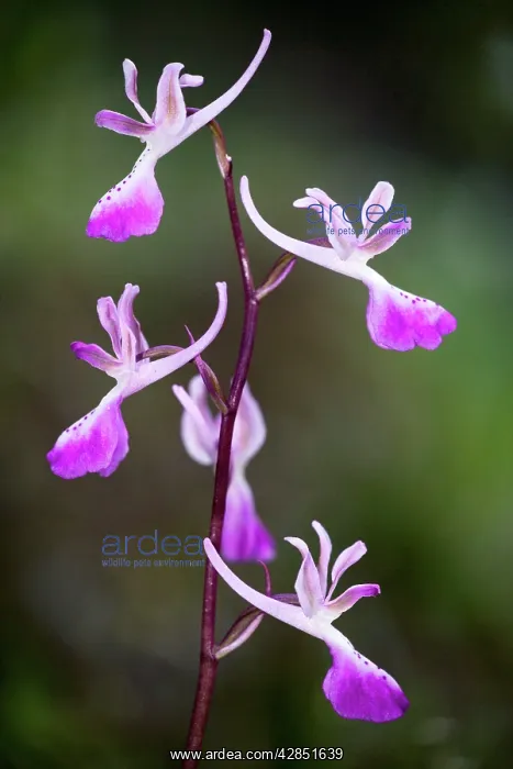 : Troodos orchid : Troodos orchid