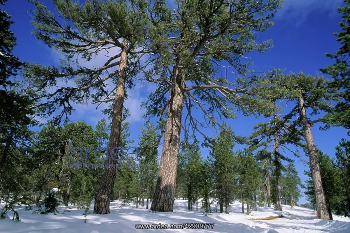 : Troodos Pines - Forest in winter snow on the upper : Troodos Pines - Forest in winter snow on the upper