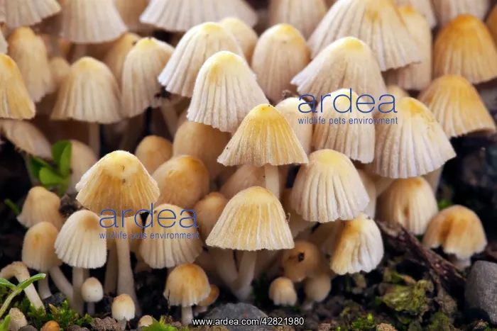 : Trooping Crumblecap Fungus : Trooping Crumblecap Fungus