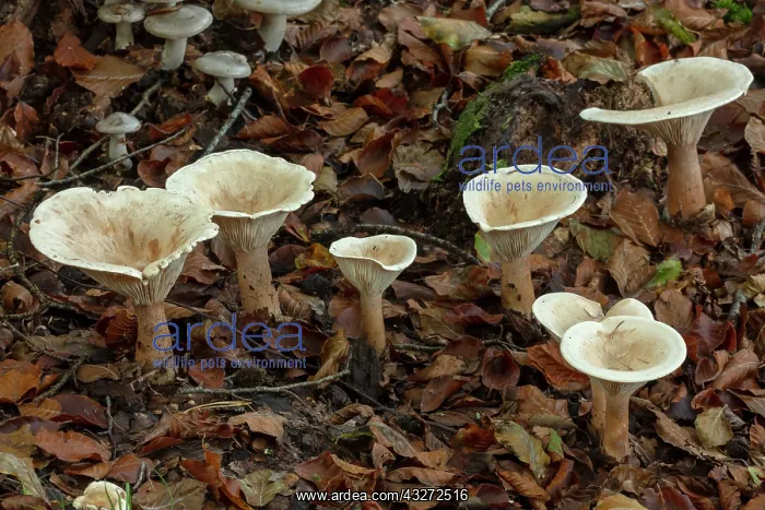 : Trooping Funnel fungi, Clitocybe geotropa, group : Trooping Funnel fungi, Clitocybe geotropa, group