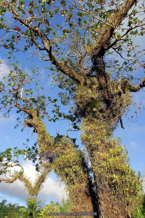 : Tropical Almond Tree - with Orchid (Acampe pachyglossa) : Tropical Almond Tree - with Orchid (Acampe pachyglossa)
