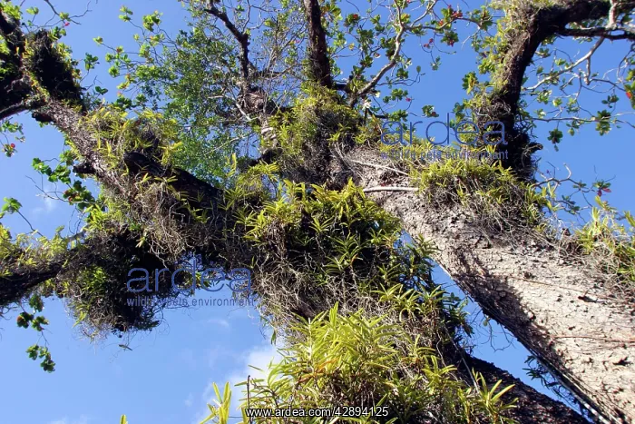 : Tropical Almond Tree - with Orchid (Acampe pachyglossa) : Tropical Almond Tree - with Orchid (Acampe pachyglossa)