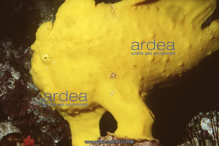 : TROPICAL ANGLERFISH : TROPICAL ANGLERFISH