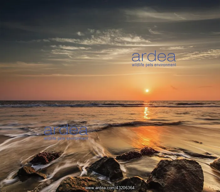 : Tropical beach vacation background, waves and ro : Tropical beach vacation background, waves and ro