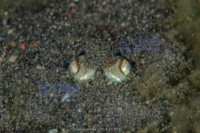 : Tropical Bottletail Squid : Tropical Bottletail Squid