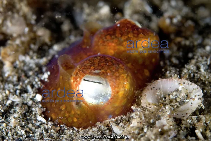 : Tropical Bottletail Squid buried in sand : Tropical Bottletail Squid buried in sand