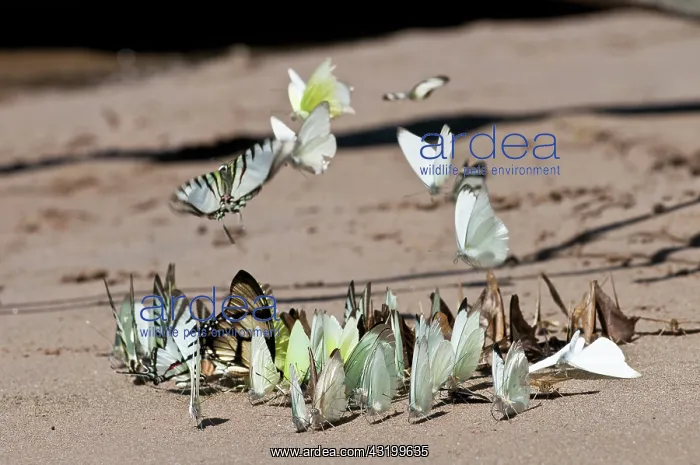 : Tropical butterflies : Tropical butterflies