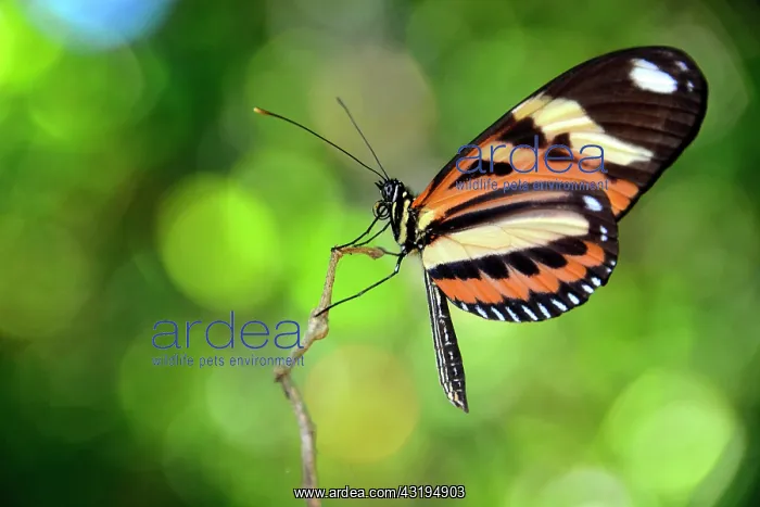 : Tropical butterfly, probably Melinaea ethra, rainforest : Tropical butterfly, probably Melinaea ethra, rainforest
