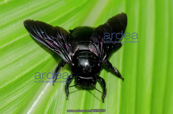 : Tropical Carpenter Bee on leaf - Saba, Bali, Indonesia : Tropical Carpenter Bee on leaf - Saba, Bali, Indonesia
