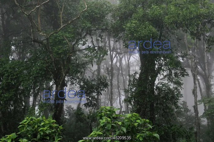  : Tropical cloud forest, Miraflor-Moropotente Nature