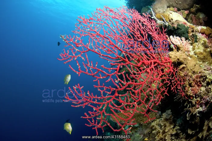 : Tropical coral reef, Indonesia : Tropical coral reef, Indonesia