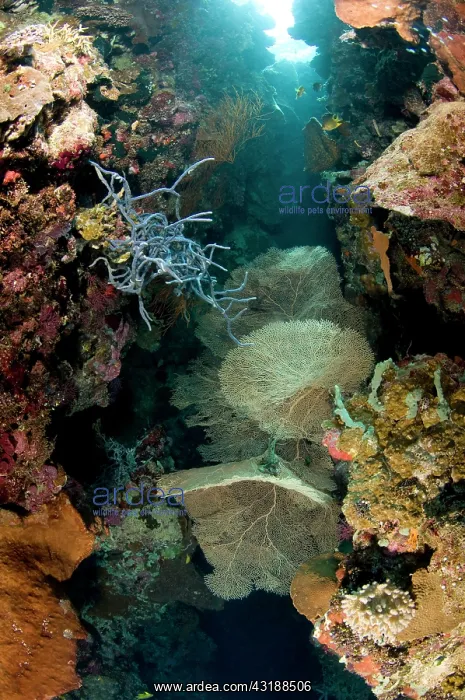 : Tropical coral reef, Indonesia : Tropical coral reef, Indonesia