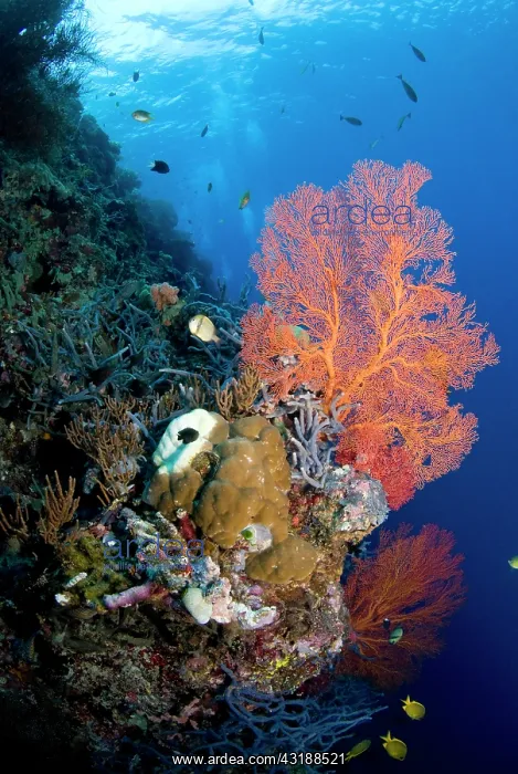  : Tropical coral reef, Indonesia