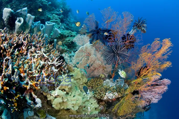 : Tropical coral reef, Indonesia, Bali, Menjangan : Tropical coral reef, Indonesia, Bali, Menjangan